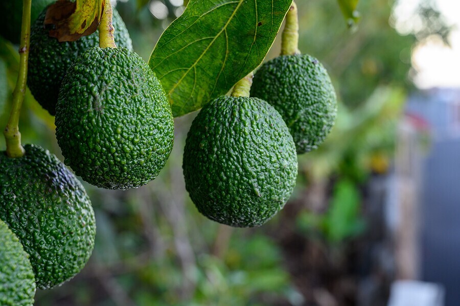 USDA Suspends Michoacan imports