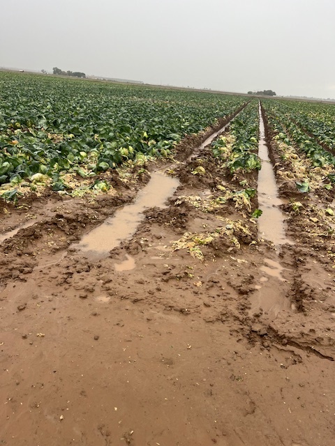 Muddy row crop fields