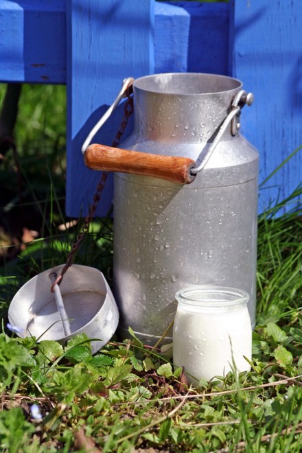 Whole Milk