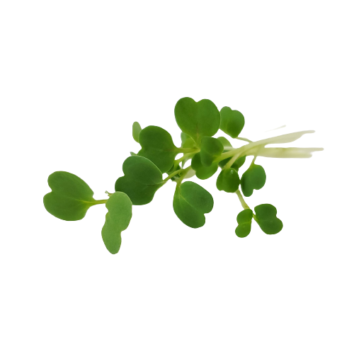 Micro Arugula